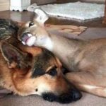 Orphaned Fawns Survive With Love Of Gentle German Shepherd