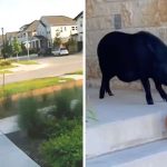 Pig Caught On Camera Running Away From Home To Steal Pumpkins