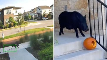 Pig Caught On Camera Running Away From Home To Steal Pumpkins