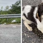 Stray Pup Searches Trash In Pouring Rain Until Kind Woman Steps Up To Help