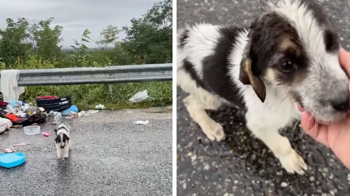 Stray Pup Searches Trash In Pouring Rain Until Kind Woman Steps Up To Help