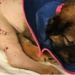 How A Tiny Injured Puppy Healed Me When I Needed It Most