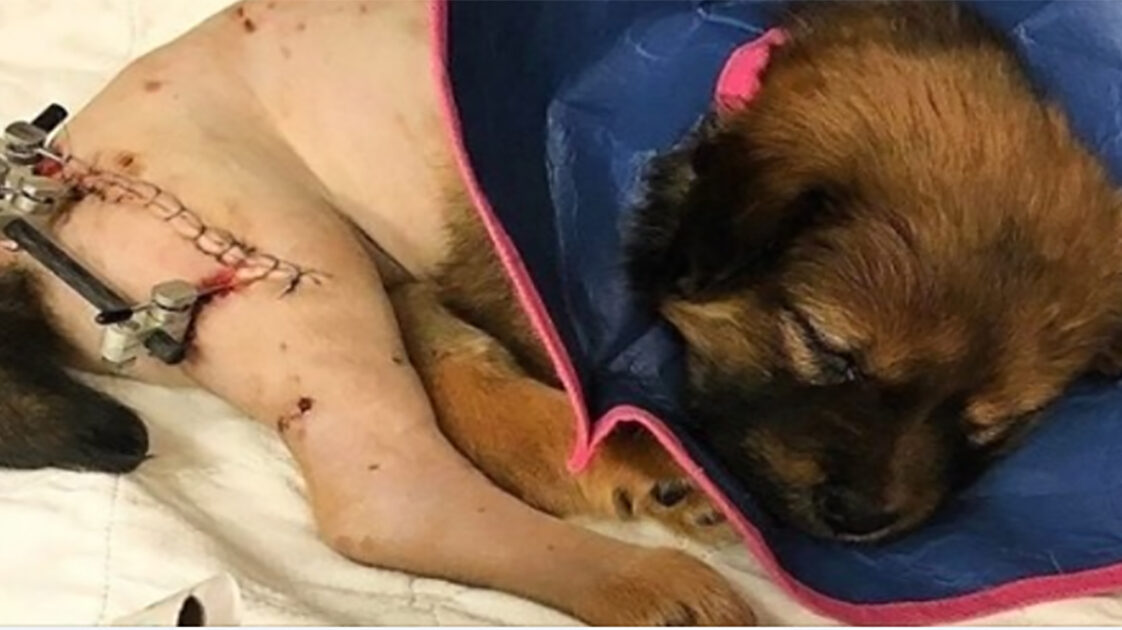 How A Tiny Injured Puppy Healed Me When I Needed It Most