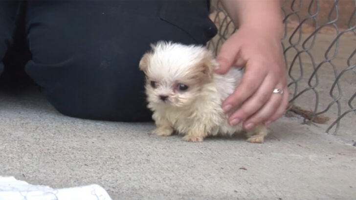 puppy-new-beginning-728x409 Dog Rescued From Puppy Mill Is Introduced To A Friend To Signal A ‘New Beginning’