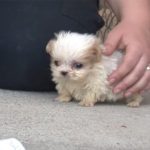 Dog Rescued From Puppy Mill Is Introduced To A Friend To Signal A ‘New Beginning’