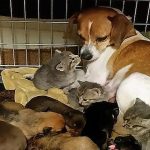 Three Orphaned Kittens Dumped At A Shelter Adopted By Shelter Dog