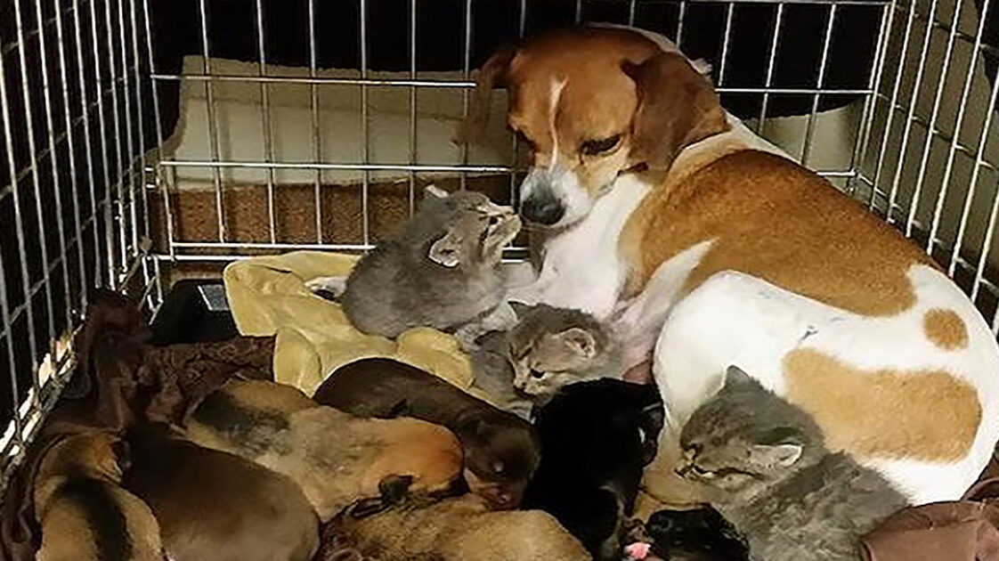 Three Orphaned Kittens Dumped At A Shelter Adopted By Shelter Dog