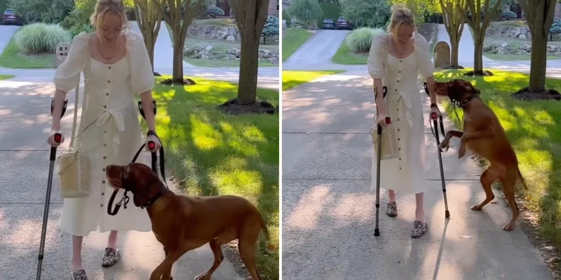 Service Dog Jumps For Joy When He Sees Mom Finally Walk Again