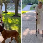 Service Dog Jumps For Joy When He Sees Mom Finally Walk Again