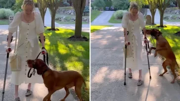 Service Dog Jumps For Joy When He Sees Mom Finally Walk Again