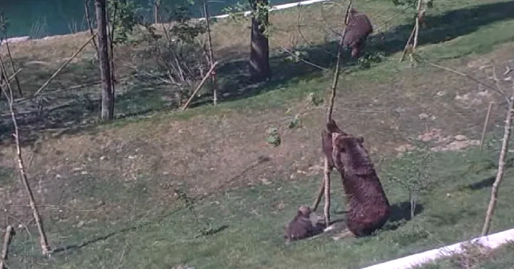 naughty-cub-tree-2-1024x536 Mama Bear Desperately Trying To Get Her Naughty Cub Down From Tree