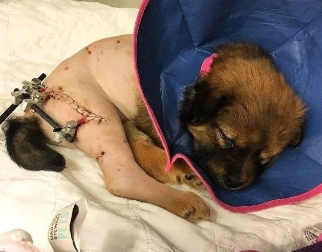 needed-it-most-1 How A Tiny Injured Puppy Healed Me When I Needed It Most