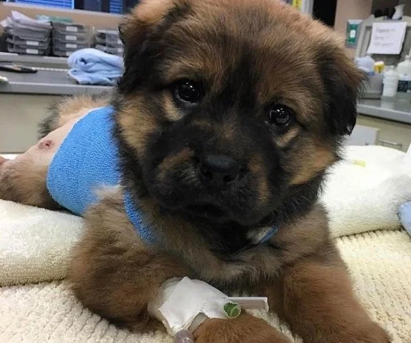 needed-it-most-2 How A Tiny Injured Puppy Healed Me When I Needed It Most