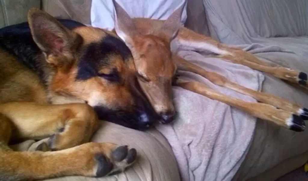 orphaned-fawns-survive-gentle-german-shepherd-1-1024x602 Orphaned Fawns Survive With Love Of Gentle German Shepherd