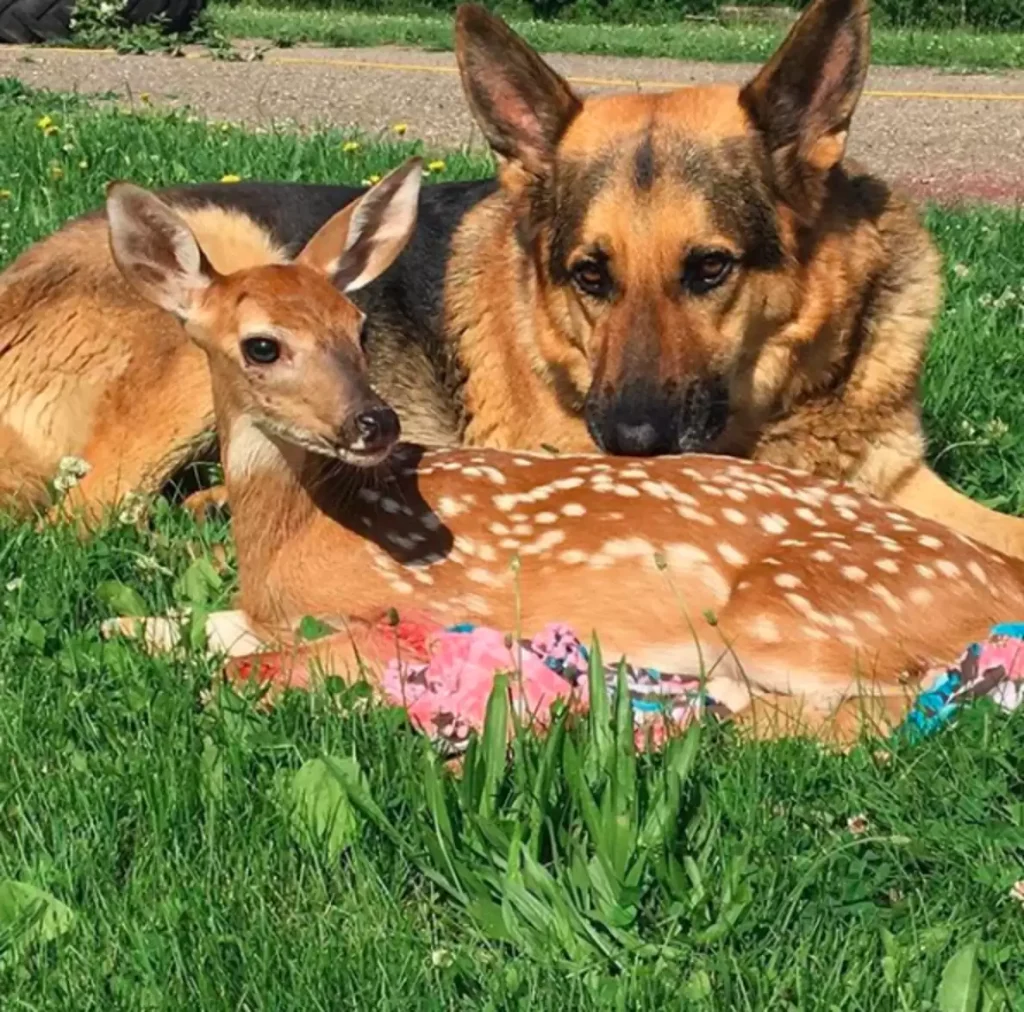 orphaned-fawns-survive-gentle-german-shepherd-2-1024x1012 Orphaned Fawns Survive With Love Of Gentle German Shepherd