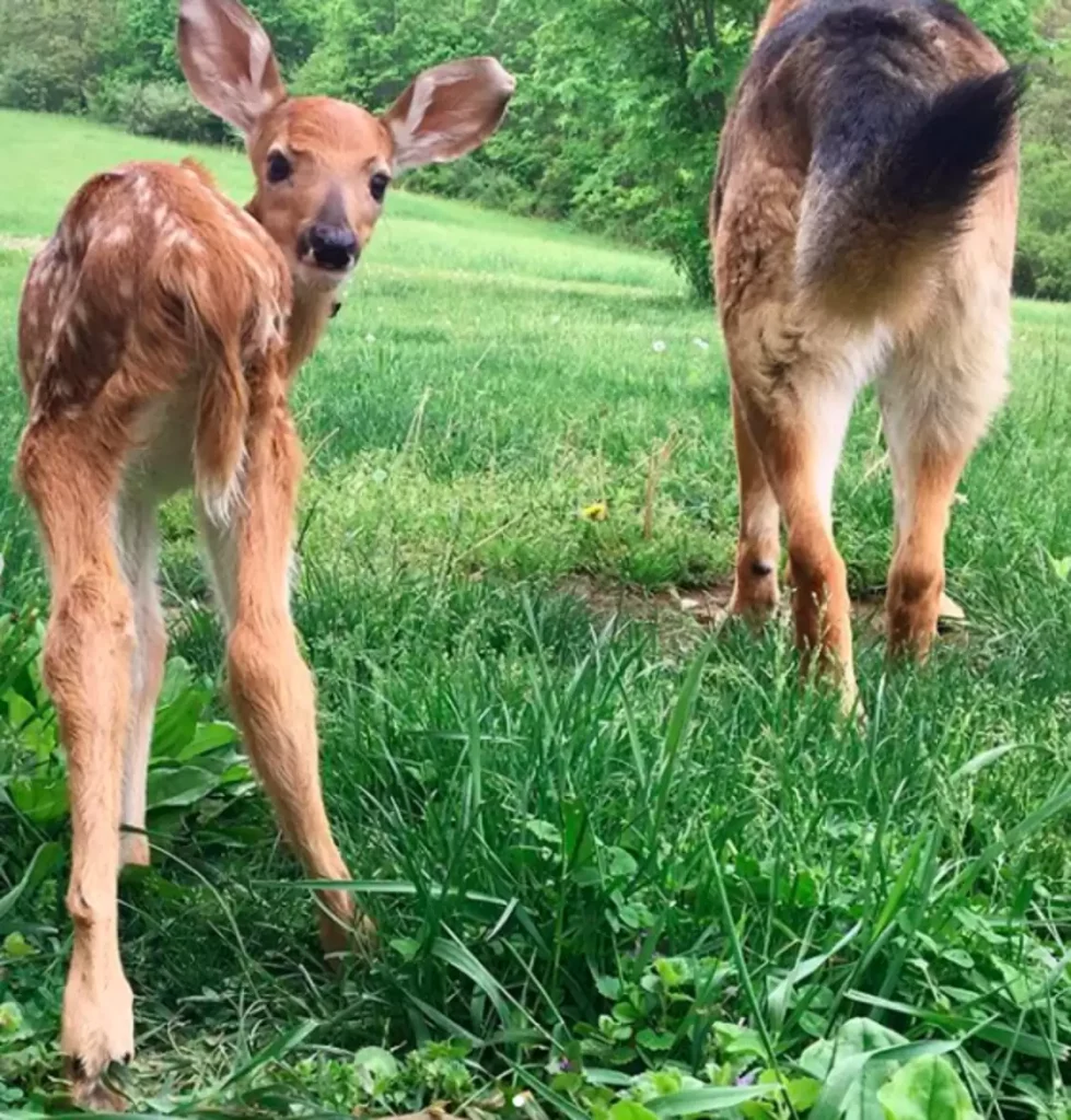 orphaned-fawns-survive-gentle-german-shepherd-4-979x1024 Orphaned Fawns Survive With Love Of Gentle German Shepherd