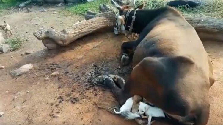 orphaned-puppies-mother-1 Seven Orphaned Puppies Came Near A Mother Cow Begging To Be Suckled