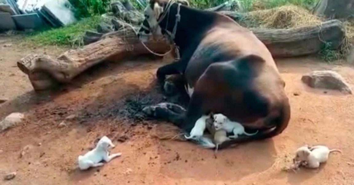 Seven Orphaned Puppies Came Near A Mother Cow Begging To Be Suckled