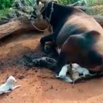 Seven Orphaned Puppies Came Near A Mother Cow Begging To Be Suckled