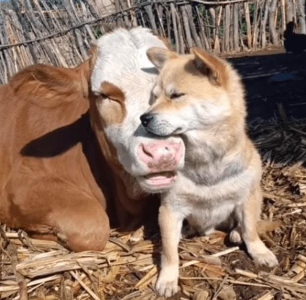 orphaned-puppies-mother-2 Seven Orphaned Puppies Came Near A Mother Cow Begging To Be Suckled