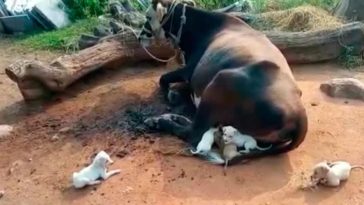 Seven Orphaned Puppies Came Near A Mother Cow Begging To Be Suckled