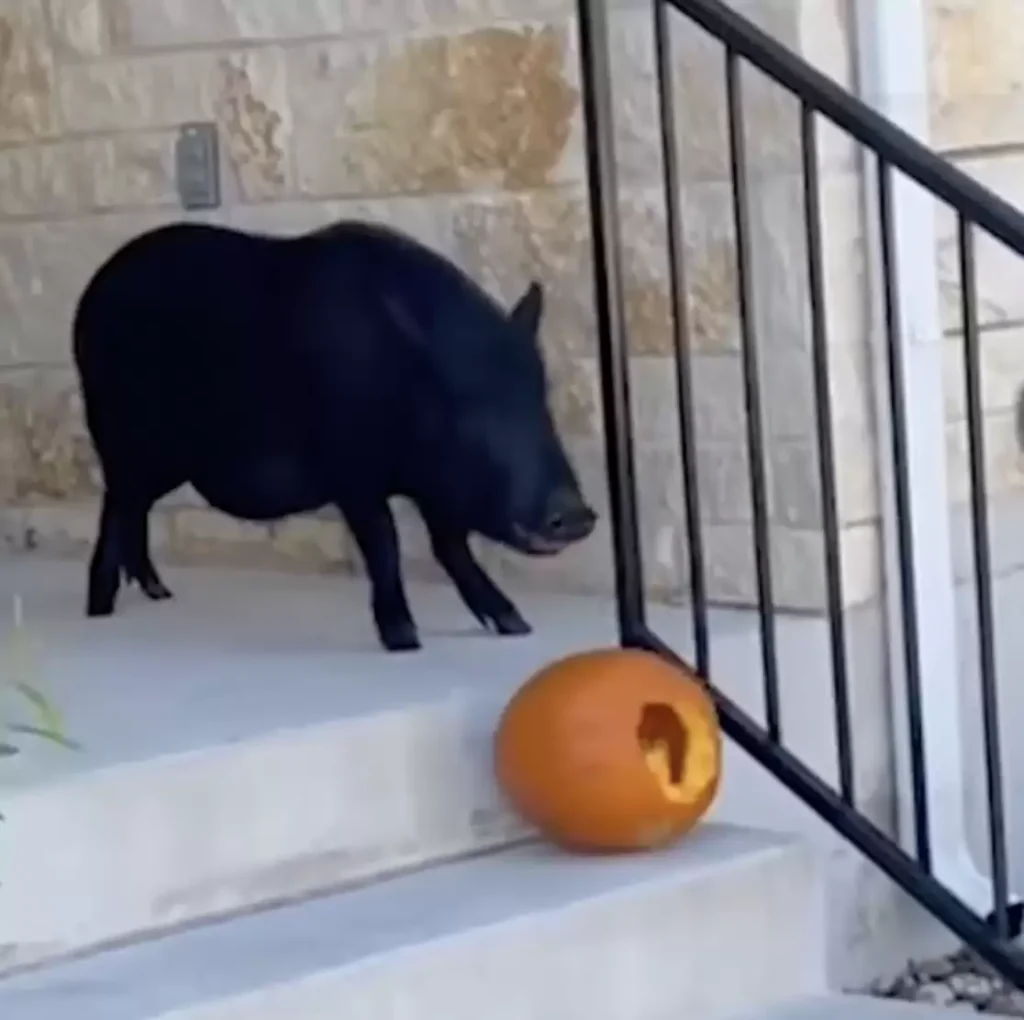 pig-caught-stealing-pumpkins-2-1024x1020 Pig Caught On Camera Running Away From Home To Steal Pumpkins