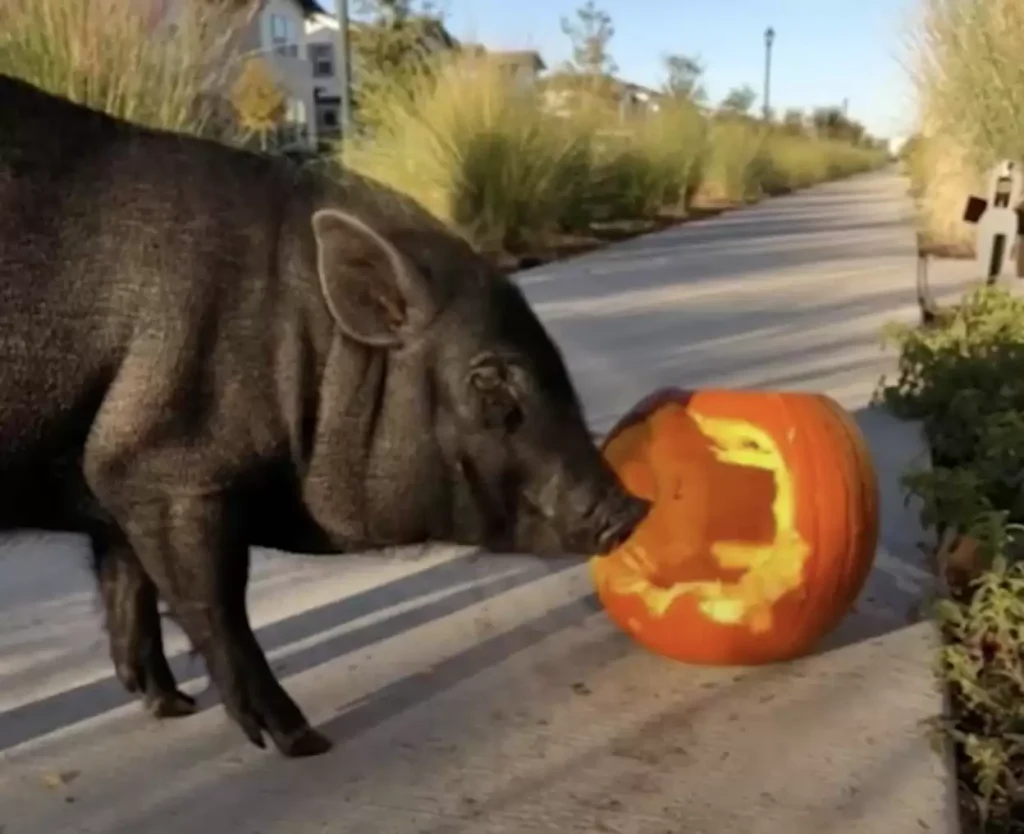 pig-caught-stealing-pumpkins-3-1024x834 Pig Caught On Camera Running Away From Home To Steal Pumpkins