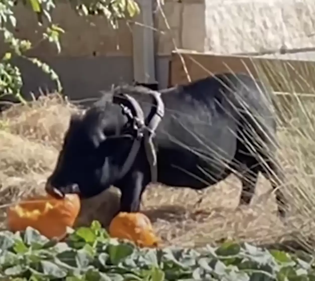 pig-caught-stealing-pumpkins-4 Pig Caught On Camera Running Away From Home To Steal Pumpkins