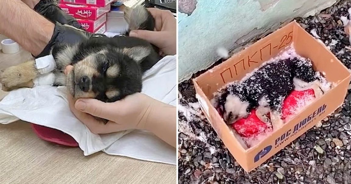 A Puppy Dying In The Snow Is Alive Thanks To The Power Of Love And Attention