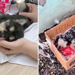 A Puppy Dying In The Snow Is Alive Thanks To The Power Of Love And Attention