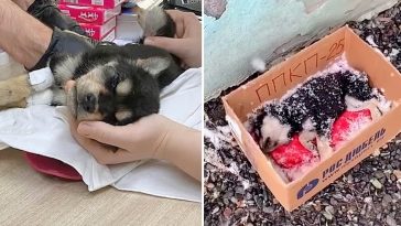 A Puppy Dying In The Snow Is Alive Thanks To The Power Of Love And Attention