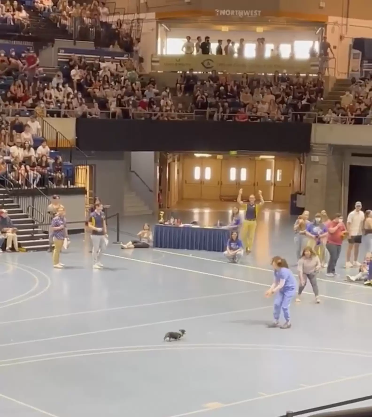 pup-adorably-lose-1 This Determined Senior Pup Adorably Lose Wiener Dog Race