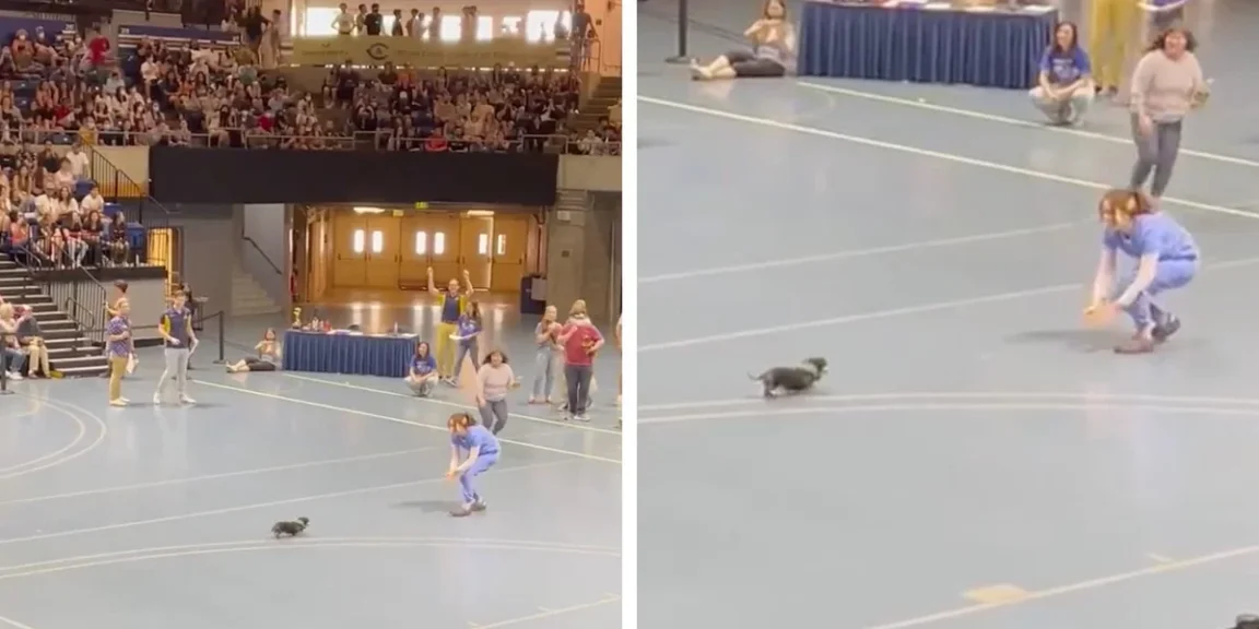 This Determined Senior Pup Adorably Lose Wiener Dog Race