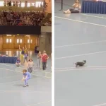 This Determined Senior Pup Adorably Lose Wiener Dog Race