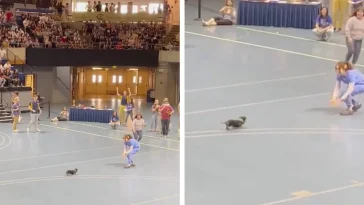 This Determined Senior Pup Adorably Lose Wiener Dog Race