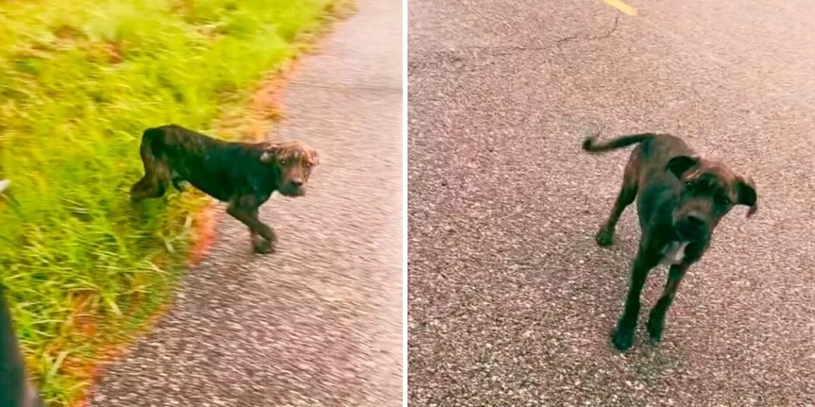 Stray Pup Flags Down Woman For Help And Leads Her To Surprising Discovery