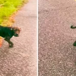 Stray Pup Flags Down Woman For Help And Leads Her To Surprising Discovery