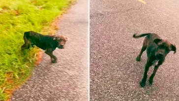 Stray Pup Flags Down Woman For Help And Leads Her To Surprising Discovery