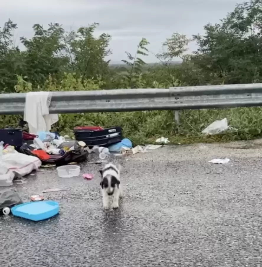 pup-searches-trash-pouring-rain-1 Stray Pup Searches Trash In Pouring Rain Until Kind Woman Steps Up To Help