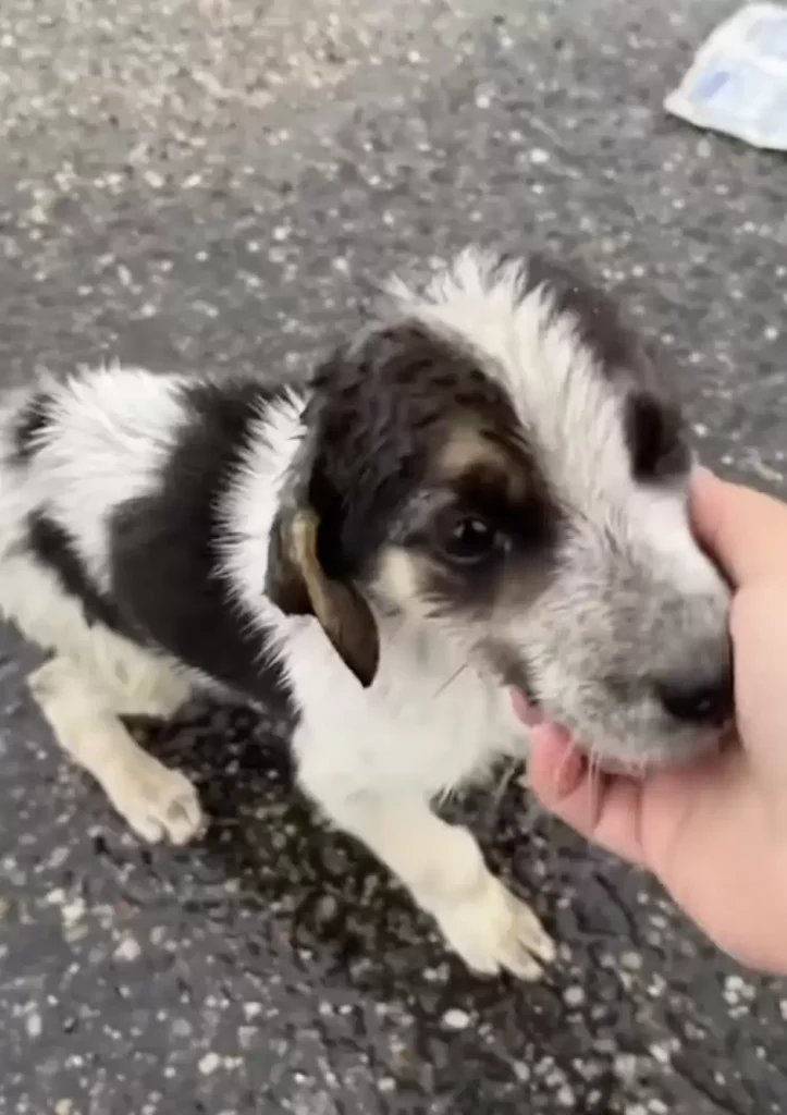 pup-searches-trash-pouring-rain-2-723x1024 Stray Pup Searches Trash In Pouring Rain Until Kind Woman Steps Up To Help