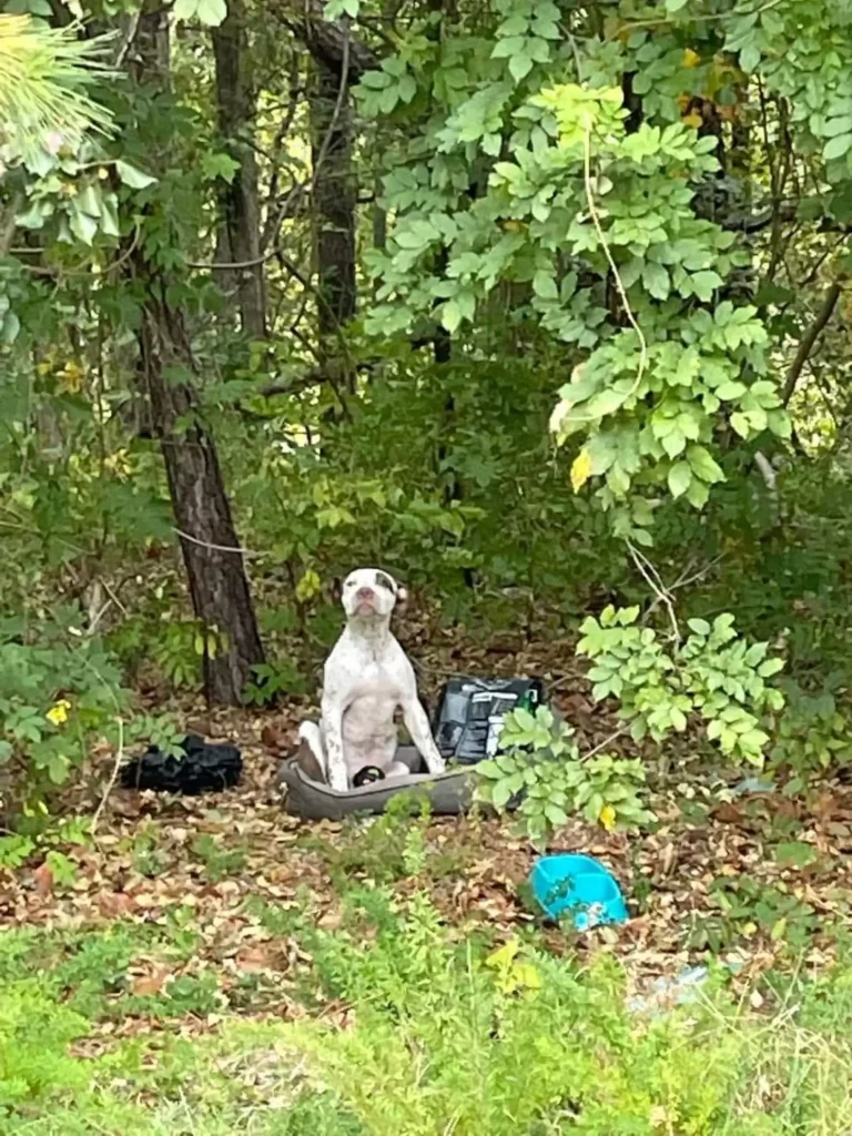 puppy-left-in-woods-1-768x1024 Puppy Left In Woods With All His Belongings Waits For Someone To Notice Him￼