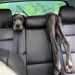 Woman Looks In Back Seat And Is Shocked To See A Puppy Optical Illusion