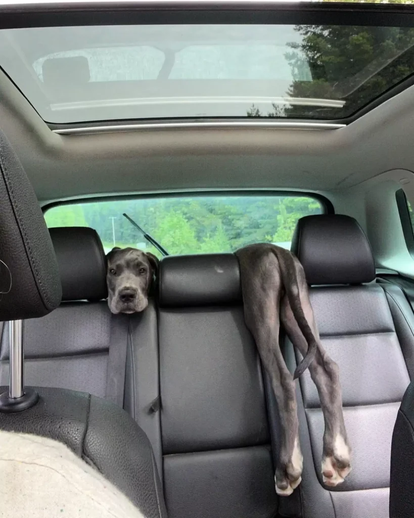 puppy-optical-illusion-3-819x1024 Woman Looks In Back Seat And Is Shocked To See A Puppy Optical Illusion