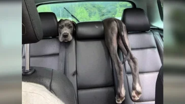 Woman Looks In Back Seat And Is Shocked To See A Puppy Optical Illusion