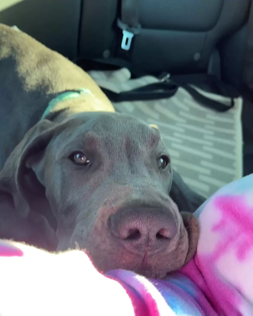 puppy-optical-illusion-4-819x1024 Woman Looks In Back Seat And Is Shocked To See A Puppy Optical Illusion