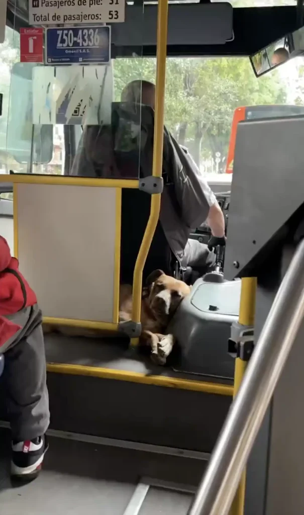 bus-passenger-surprise-1-605x1024 A Fluffy Surprise Behind the Bus Driver's Seat