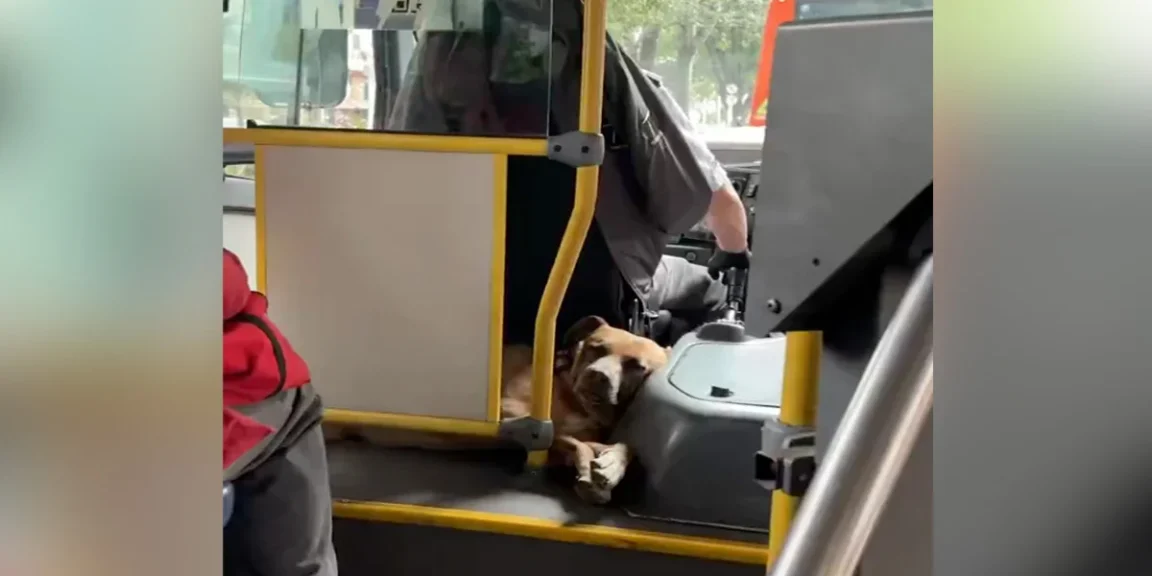 Woman Riding Bus Notices Someone Curled Up Behind The Driver's Seat