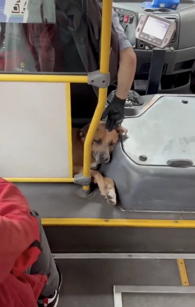 bus-passenger-surprise-2-651x1024 A Fluffy Surprise Behind the Bus Driver's Seat