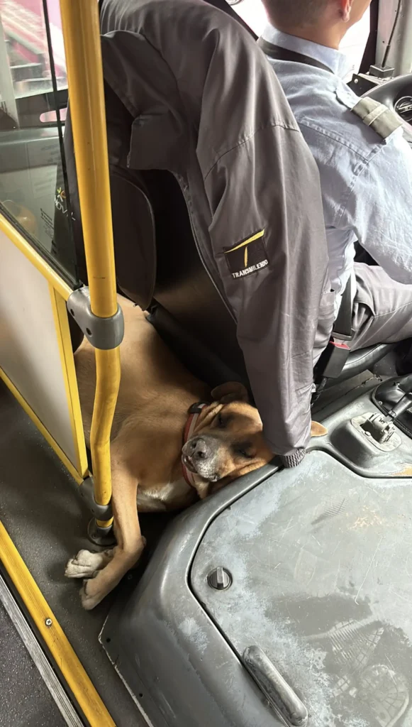 bus-passenger-surprise-3-581x1024 A Fluffy Surprise Behind the Bus Driver's Seat