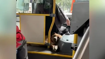 Woman Riding Bus Notices Someone Curled Up Behind The Driver's Seat